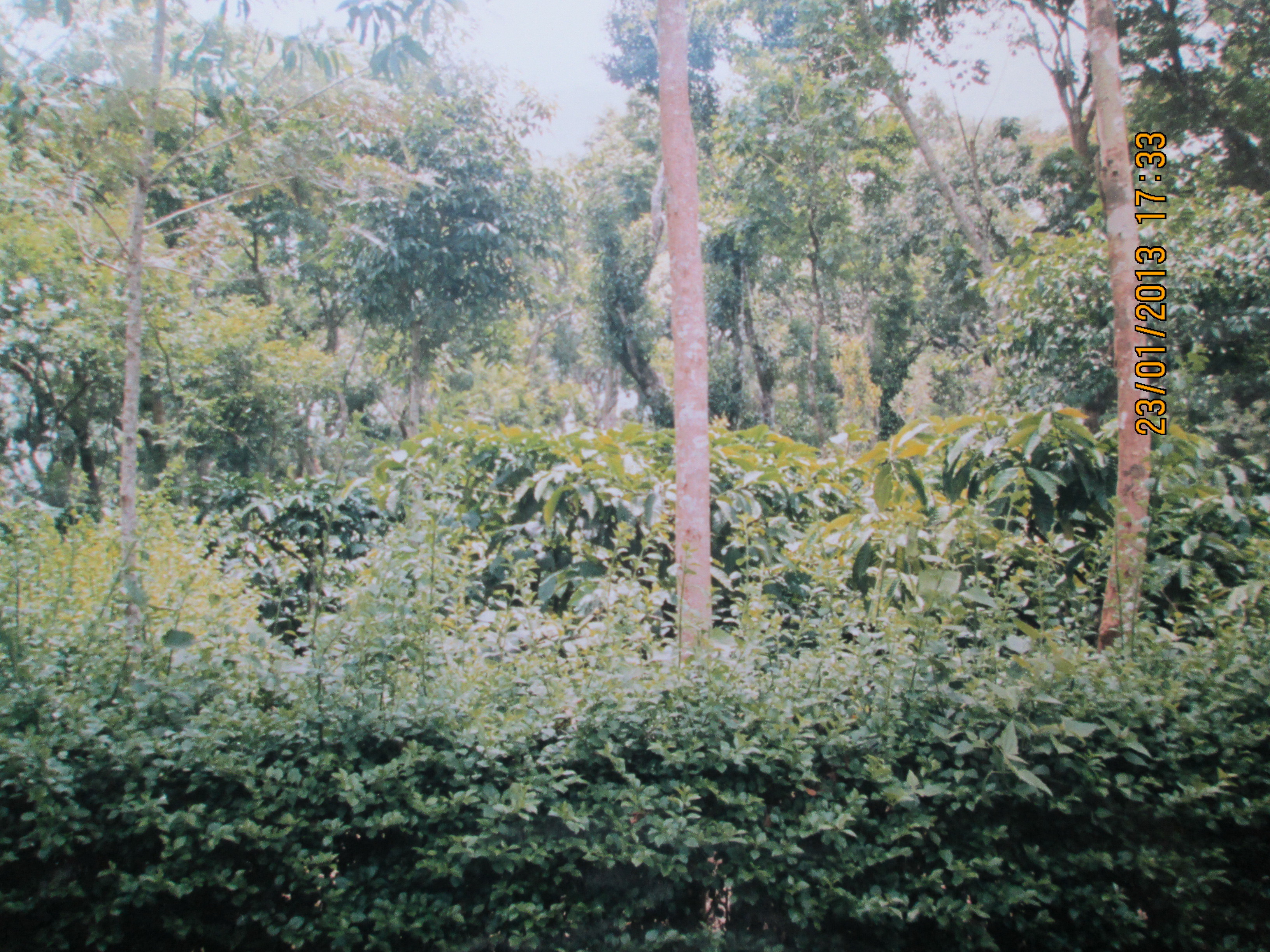 Coorg 1